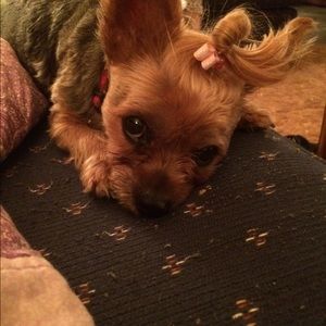 Meet your Posher, Pauline